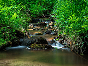 Forest-Stream